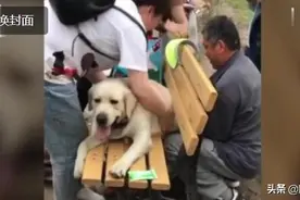 狗狗太胖被卡公园长椅 太丢狗了图片