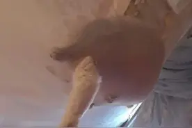 猫和蚊帐的爱恨情仇，猫：赶紧把蚊帐给我拆了图片