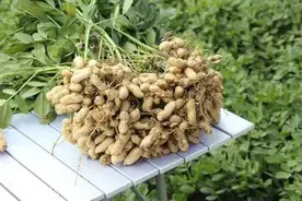 花生播种在即，5分钟教你巧施3肥，种出优质高产好花生图片