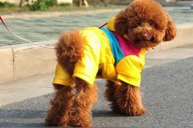 原来泰迪发抖不是因为冷，而是要告诉主人这几件事图片