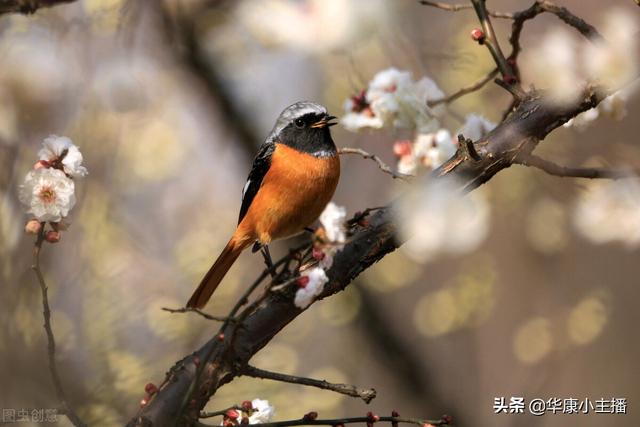 古诗《春晓》原文注释，译文赏析 附：《跟康爸学古诗》朗诵视频