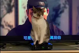 网友想看电视，屏幕却被猫挡得严严实实的，猫：你眼里只能有我！图片