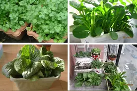 10种“蔬菜”不怕冷，阳台种一盆，一茬接一茬，想吃就摘很方便图片