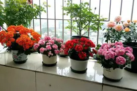 阳台养长寿花，总共需要“三种肥”，长势旺盛开花多图片