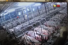 江西一养猪场缺水！消防员送来160吨水，拯救8000多头猪图片