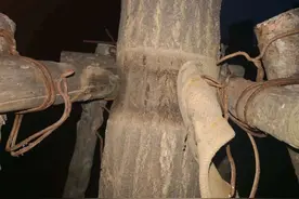 快解开吧！大树被“紧箍咒”勒伤图片