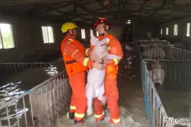 养猪场被淹！“二师兄”撒泼式拒绝消防救援图片