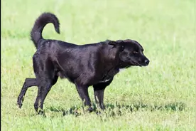 狗狗报答老奶奶的收养之恩，每天帮忙去取早餐，一坚持就是8年图片