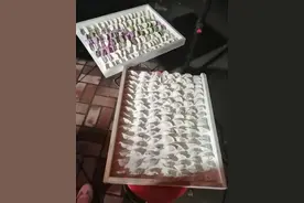 山东的婚礼图片