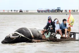 游客南通黄海滩涂“赶海”体验“牛车赶海”“海上小火车”图片