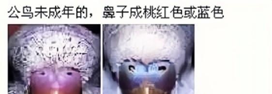 虎皮鹦鹉鱼鳞和珍珠图片