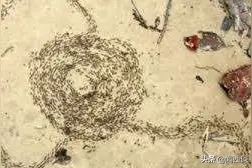 生命的计算机：蚂蚁的死循环图片