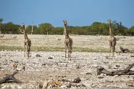 长颈鹿的交配和繁殖，同性也有爱，奇怪的知识又增加了图片