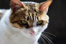 中国本土猫有哪些种类你知道吗？点进来看看图片