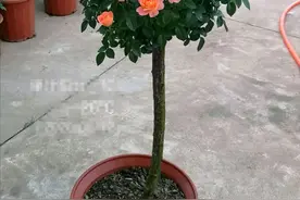 果汁阳台月季可以嫁接成棒棒糖月季吗？月季大神们分享成功的例子图片