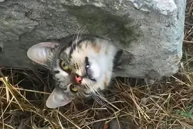 流浪猫卡在水泥板里，小哥一顿猛操作将它救出，猫却显得不高兴？图片