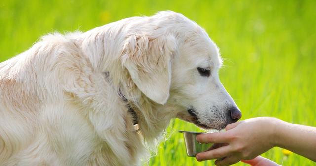 狗狗需要的牛磺酸是什么？牛磺酸对狗狗什么用？缺乏它会引发什么