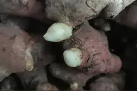 生姜催芽方法图片