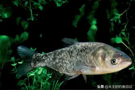 选好竿线钩，避免浮钓鲢鳙出现，回鱼慢、漂相小、正口少图片