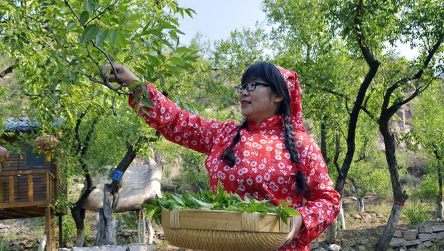 山西临县阳府井枣芽红茶简介