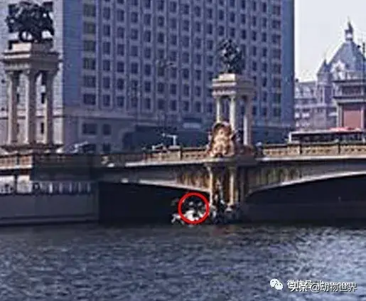 不可思议的神秘动物（四）