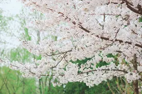 石家庄这5个地方醒了，这个周末终于可以带熊孩子出去放放风了！图片