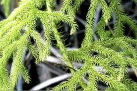 以往叫它“蜈蚣草”，枝条有“80厘米长”，拔走1棵少1棵，请珍惜图片