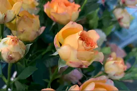 这两种花长得简直太像了，“她们”难不成是姐妹花图片