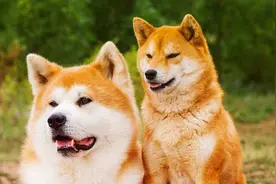 宠物狗也讲出身？寒门再难出贵犬图片