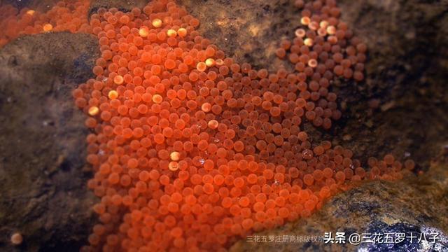 大马哈鱼籽第一次吃有点腥！第二次吃有点咸！随后一直都想吃