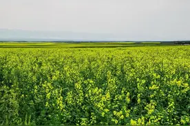 举世皆敌，举世皆寂，狮子座的霸气一生图片