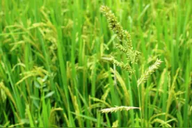 稻田稗草打不死？试试这几个办法，不怕打不住图片