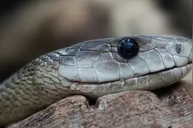 黑色的闪电——黑曼巴蛇图片