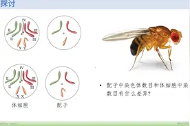 人教版高中生物（2019）：减数分裂ppt与录频图片
