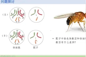人教版高中生物（2019）：减数分裂ppt与录频图片