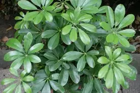 家养鸭掌木，植株松散瘦弱，换个“法子”养，枝繁叶茂，天天窜芽图片
