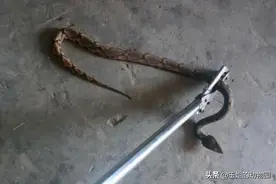 毒性一般伤害极高，五步蛇究竟有多恐怖？如果被咬到该如何处理？图片