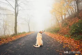 秋意浓如酒（趣联）图片