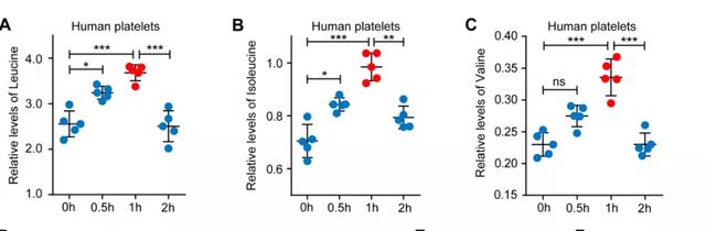 增肌不成反伤身，支链氨基酸补充剂竟然有害