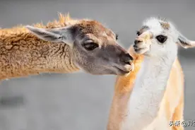 34张动物妈妈和宝宝之间的摄影照片图片