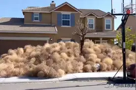 美国泛滥成灾的风滚草，无法对我国造成影响，真的是被吃掉了吗？图片