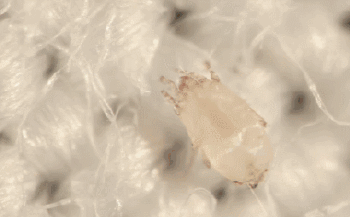 直播洗脸竟成了明星抢流量的绝招！氨基酸泡泡洁面，素颜更自信