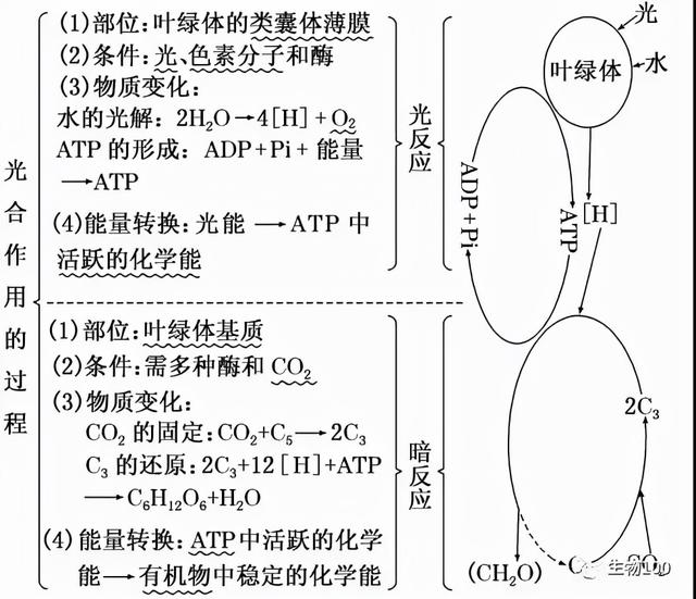 高中生物，5大模块常考知识点汇总！重要考点都在这了