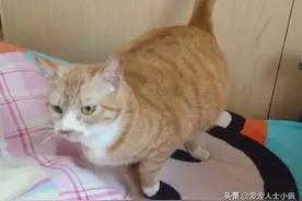 问题:我朋友的猫怀孕了，它不可吃东西怎么办？图片