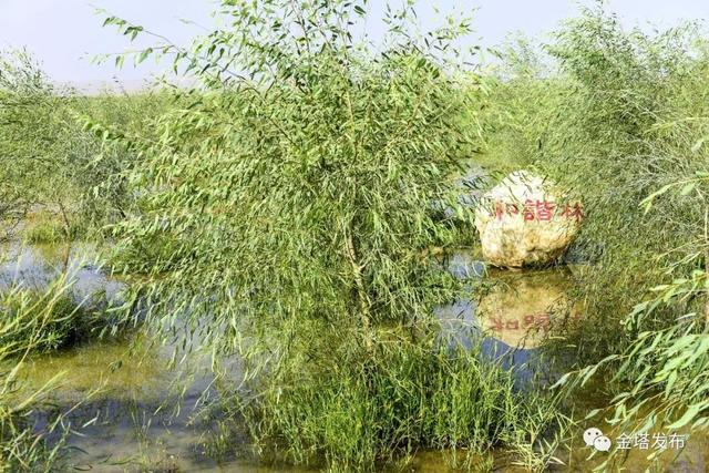 @ȫصİʿءֲ?ɫСС糤~