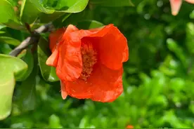 初秋时节，眼前树上的石榴红了，脑海中久远的记忆现了图片