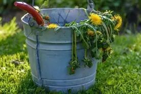 院子除草不用农药，这些有机方法都可以彻底清除杂草图片