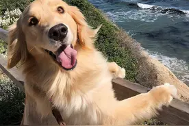 “买狗一时爽，养狗火葬场”的6种狗，养了哭都没眼泪图片