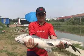 黑坑青鱼口很滑不好钓充分利用无铅自立钓法，可以顺利钓鱼上岸图片