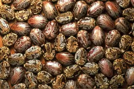 蓖麻蕴含毒素，为何却被广泛种植？很多人小时候吃过或玩过图片